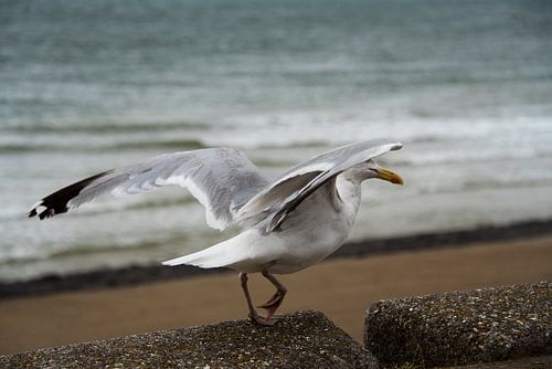 Seagull