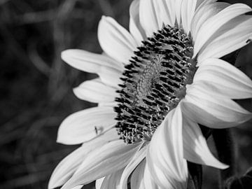 Een zwart wit zonnebloem van Martijn Wit