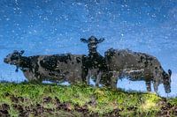 Cows