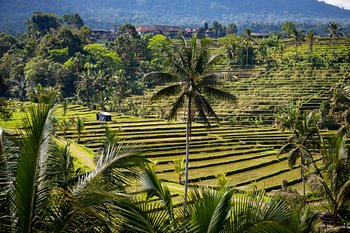 Paysage de Bali 1