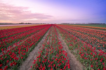 fields of thousands of tulips by Marcel Derweduwen