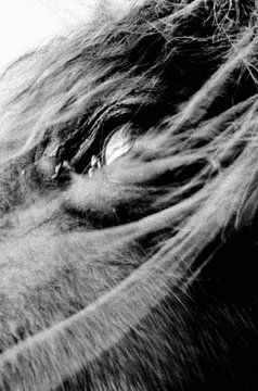 Pferde Auge im Sturm von Karen Velleman