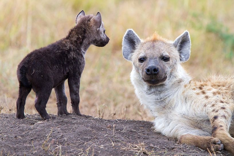Hyena with young animal by Angelika Stern