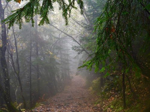 Mistig bos met groene dennentakken op de voorgrond