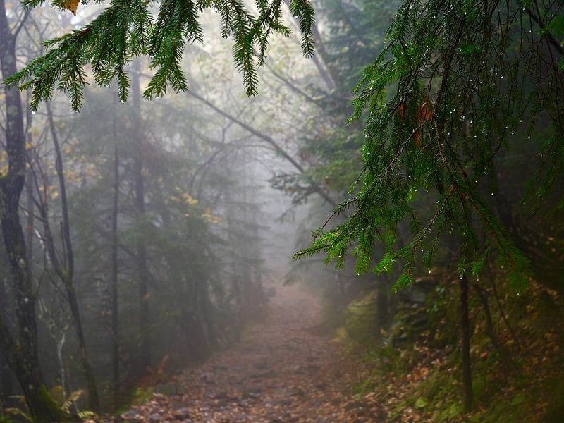 Forêt brumeuse avec des branches de pin vertes au premier plan par Judith van Wijk