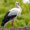 Cigogne au nid. sur Jaap van den Berg