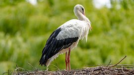 Storch auf dem Nest. von Jaap van den Berg