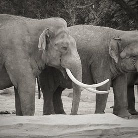 Rencontre avec les éléphants sur Stephen Young