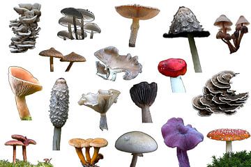 Collection of mushrooms and fungi against a white background by W J Kok