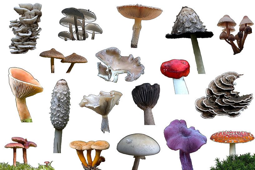 Collection de champignons sur fond blanc par W J Kok