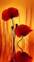 Papavers