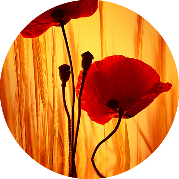 Papavers van Violetta Honkisz