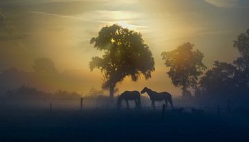 Paarden bij ochtendlicht van Ron Poot