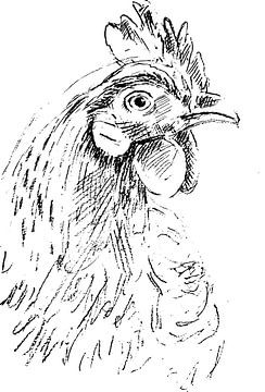 Schwarz-weiße Tuschestiftskizze Huhn von Emiel de Lange