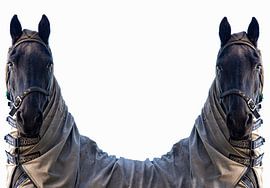 Adaptation of A Black Horse in Mirror Image on white background. by Brian Morgan