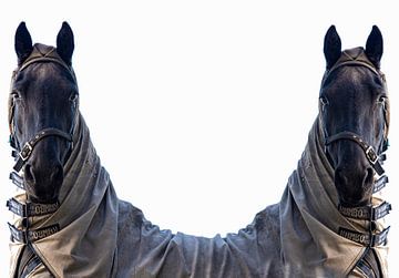 Bewerking van Een Zwart Paard in Spiegelbeeld op witte achtergrond. van Brian Morgan