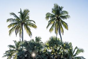 Sonnenuntergang mit Palmen in Sri Lanka