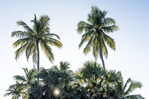 Zonderondergang met palmbomen in Sri Lanka van Photolovers reisfotografie
