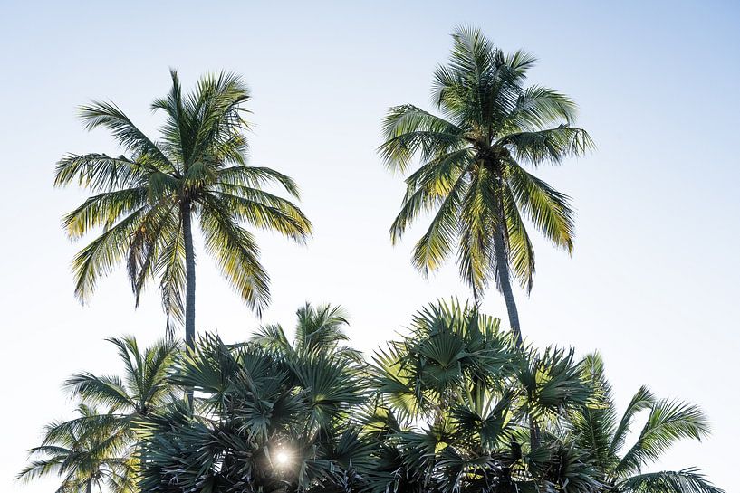 Sunset with palm trees in Sri Lanka by Photolovers reisfotografie