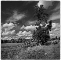 Baum mit abgebrochenem Ast