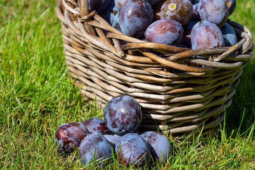 Harvest time in the garden plums by Animaflora PicsStock