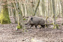 He laughs by Harald Schottner