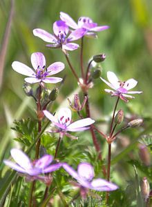 Lila roze bloemetjes op groene achtergrond van Bianca ter Riet