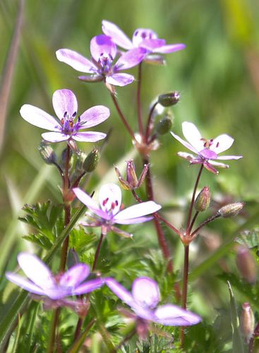Fleurs roses lilas sur fond vert