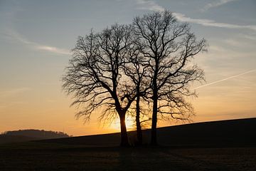 Arbres et lumière dorée du soir en hiver