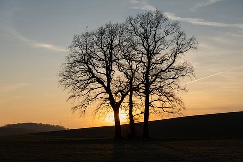 Trees and golden evening light in winter
