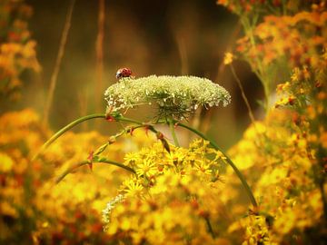 Lieveheersbeestje op een witte bloem van Maickel Dedeken