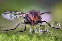 Mouche domestique avec des gouttes d'eau