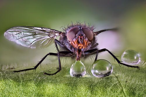 Housefly with water droplets