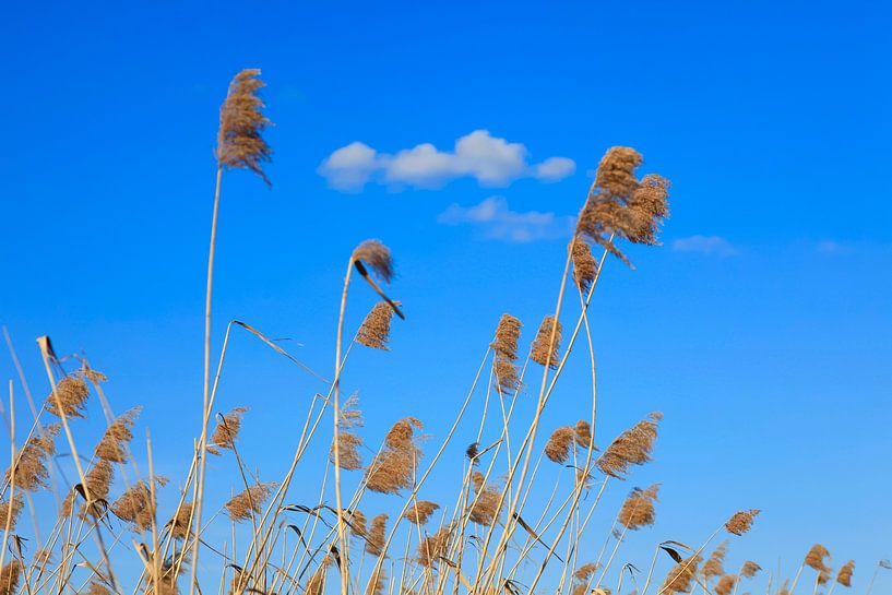Reed by Thomas Jäger