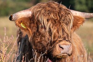 Highlander écossais
