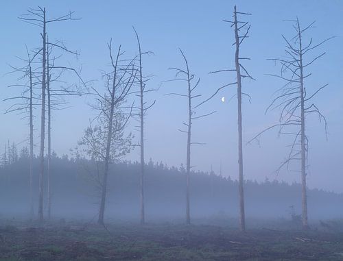 Sonnenaufgang in Dwingelderveld – Drenthe (Niederlande) von Marcel Kerdijk