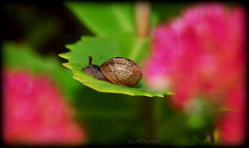 kleintje by Vl-pictures Vera-linde