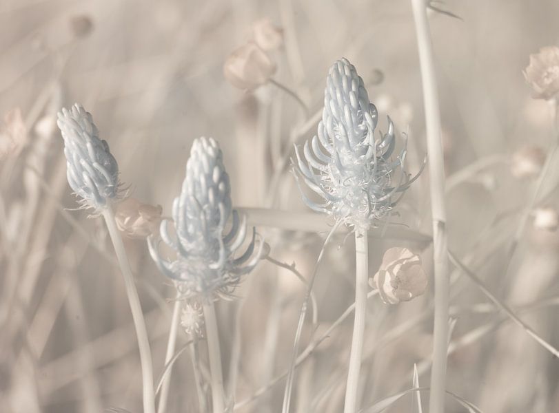 Rapunsel in IR van Alex Dallinga
