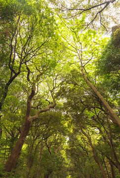 Yoyogipark - Tokio (Japan)