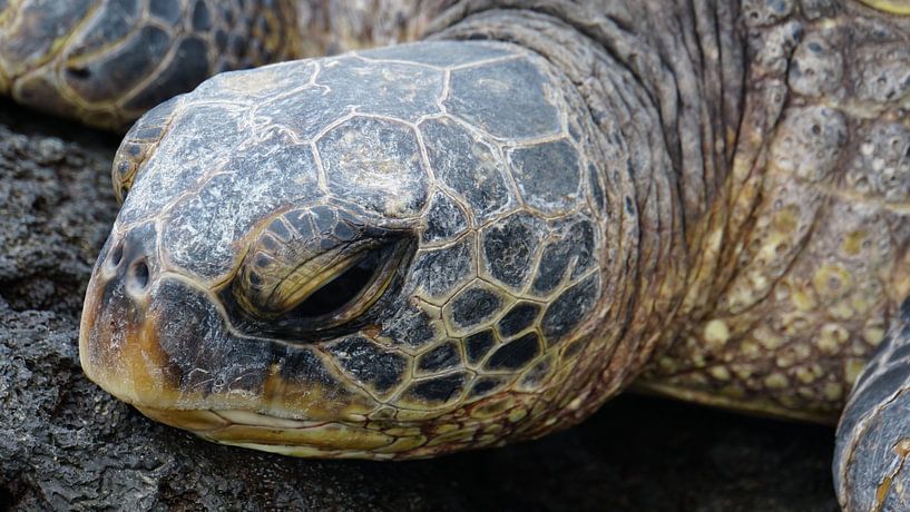 The turtle in hawaii by Mark Helmers