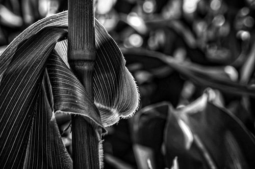 maïs met een krijtstreepje