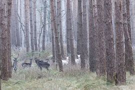Albino-Hirsche im deutschen Wald von Peter Haastrecht, van