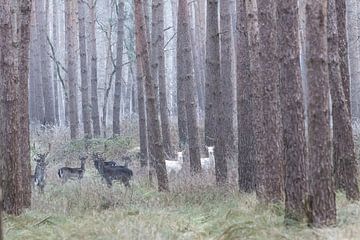 Albino deer in the German forest
