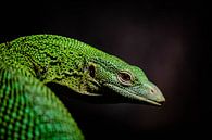 Grünes Reptil von Jaimy van Asperen Miniaturansicht