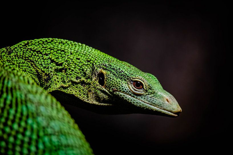 Grünes Reptil von Jaimy van Asperen