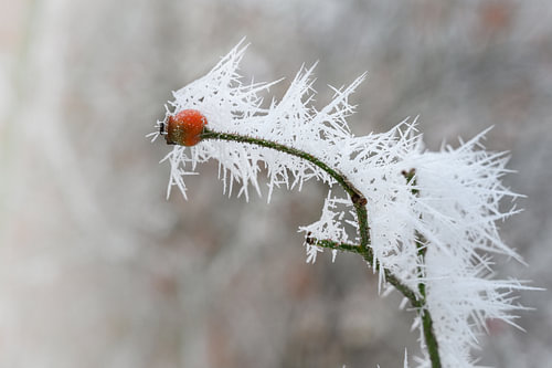Hagebuttenzweig mit langen gefrorenen Eisnadeln vom Rauhreif im Winter, Kopierraum, ausgewählter Fok