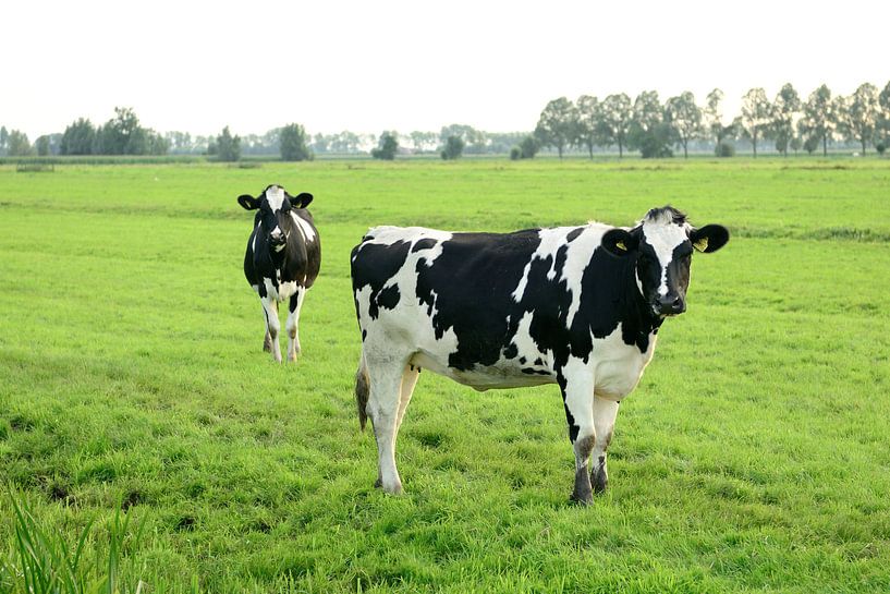 Two cows by Merijn van der Vliet