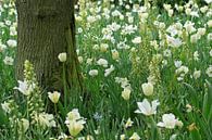 Witte bloemen van Antwan Janssen thumbnail
