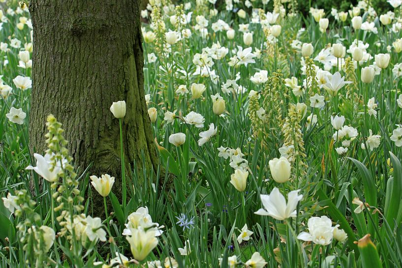 Witte bloemen van Antwan Janssen