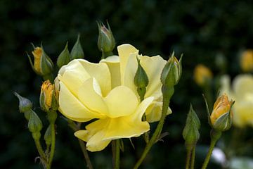 une rose jaune avec de nombreux bourgeons et un fond vert flou sur W J Kok